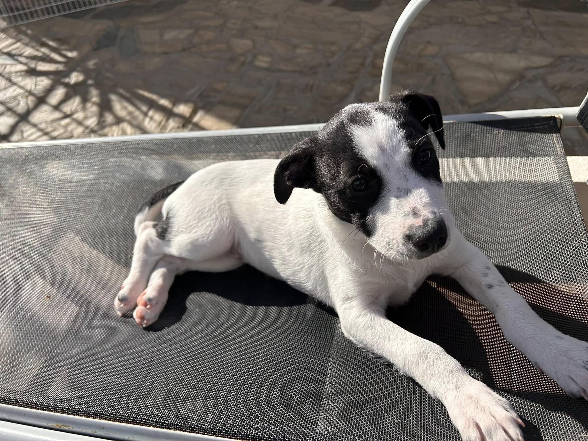 ELLIE
